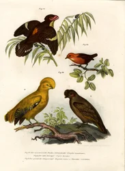 Dunkler Breitschnabel, 1864